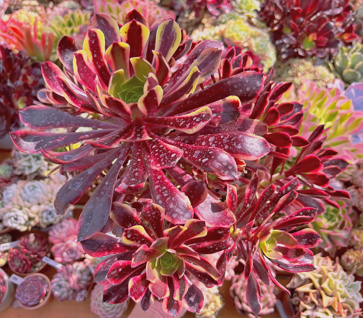 多肉植物 カシミヤバイオレット錦 特大 10頭以上 抜き苗 | るる農園 