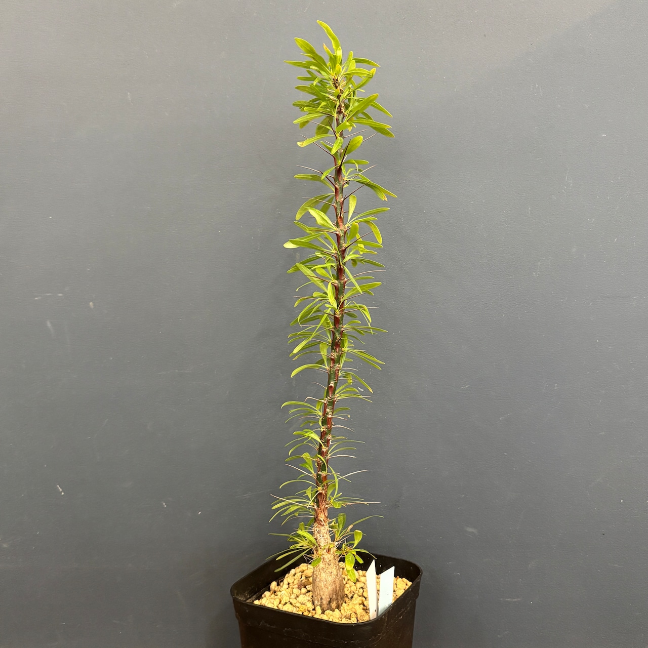 フォークイエリア プルプシー【387】