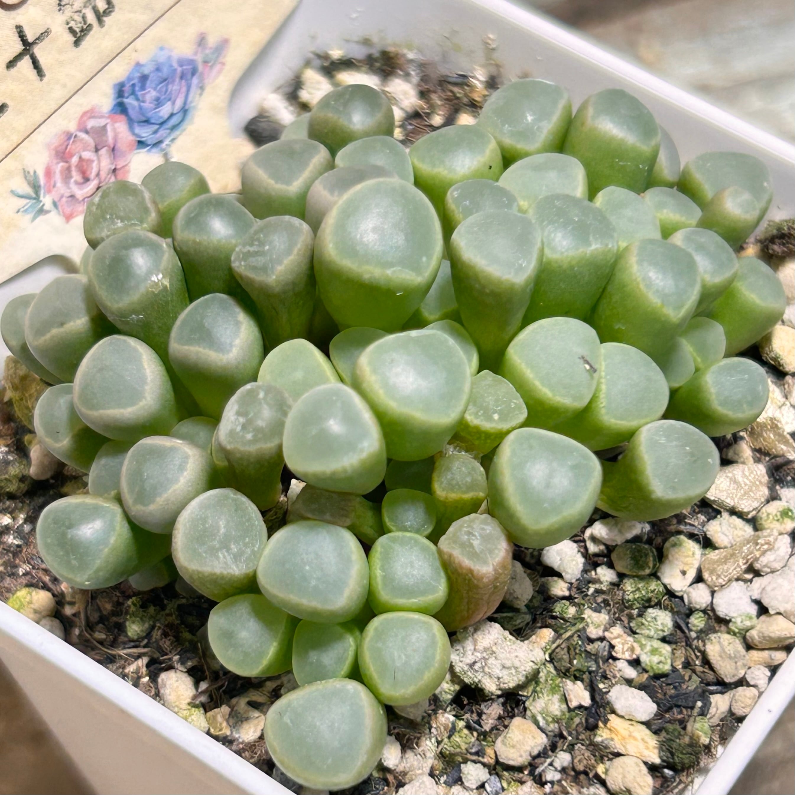 カナリア錦(アエオニウム) | RuPo 多肉植物専門店