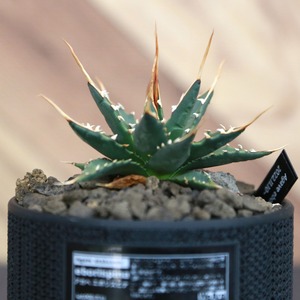 Agave utahensis eborispina アガベ エボリスピナ（実生3年） / 中株(3.5号鉢)/Lot.002