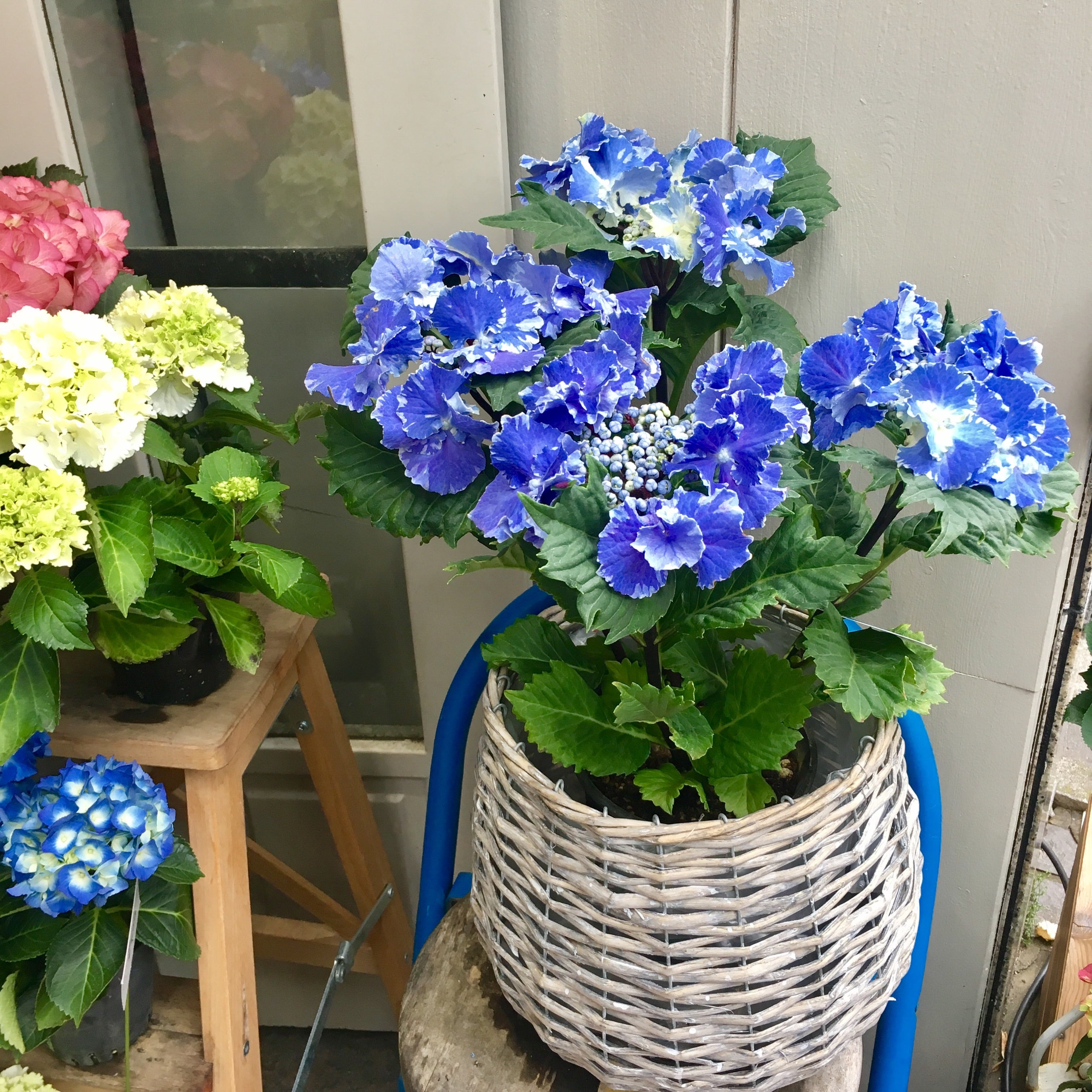 母の日にハイドランジア スターリットスカイ | ハルカゼフラワー