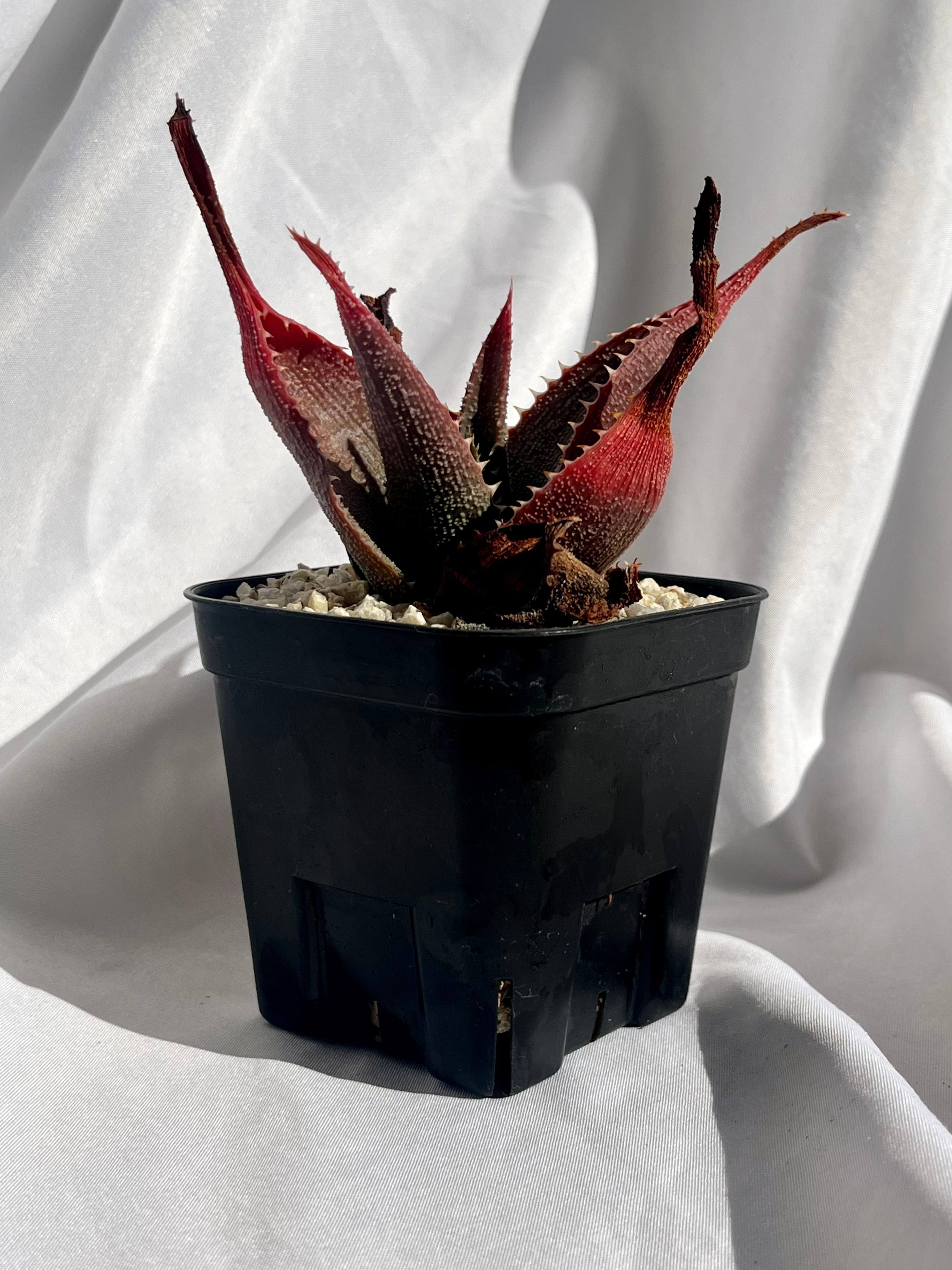 Aloe thorncroftii アロエ ソーンクロフティ 多肉植物 | plants MARU