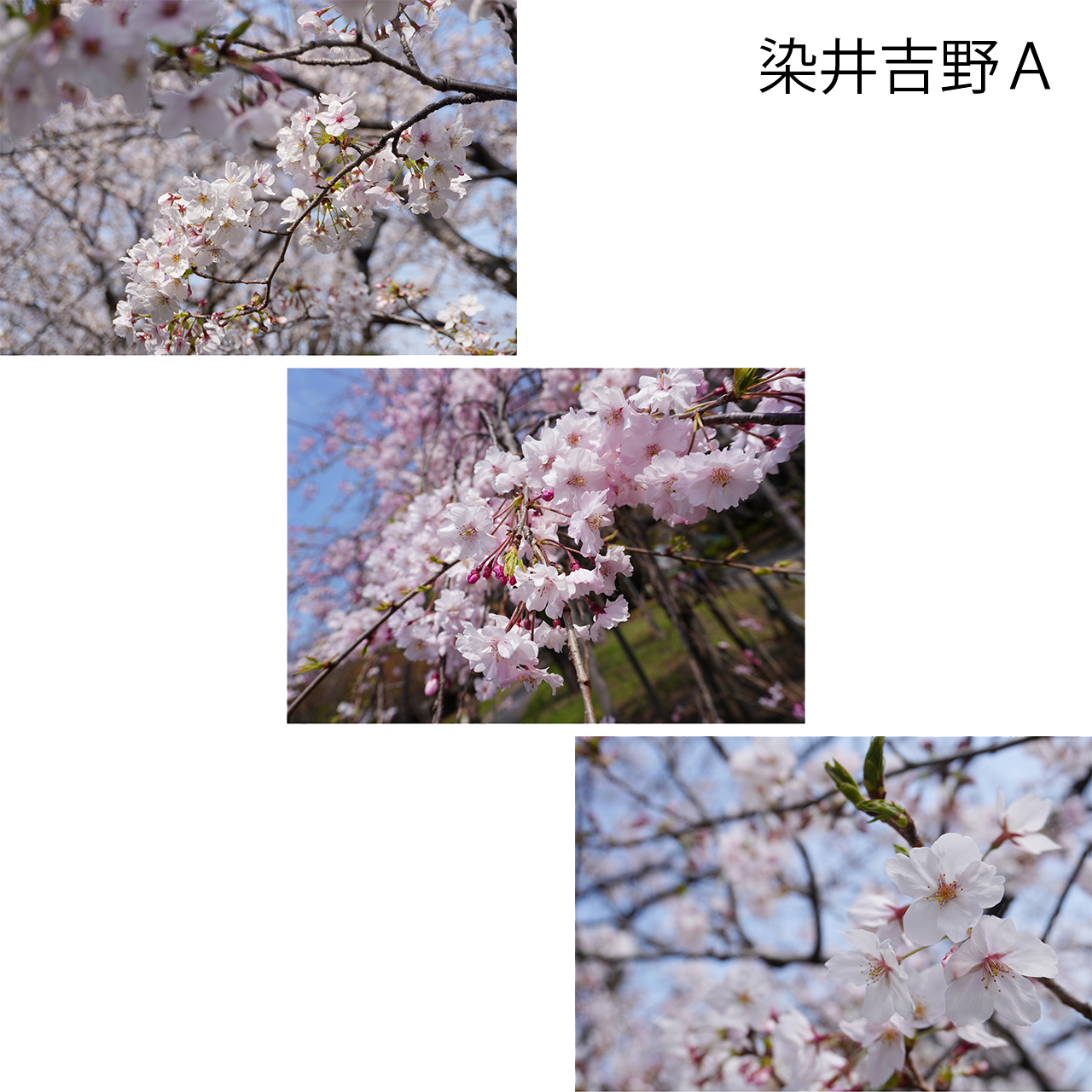 花いろ日和|染井吉野 <ポストカード・3枚セット>