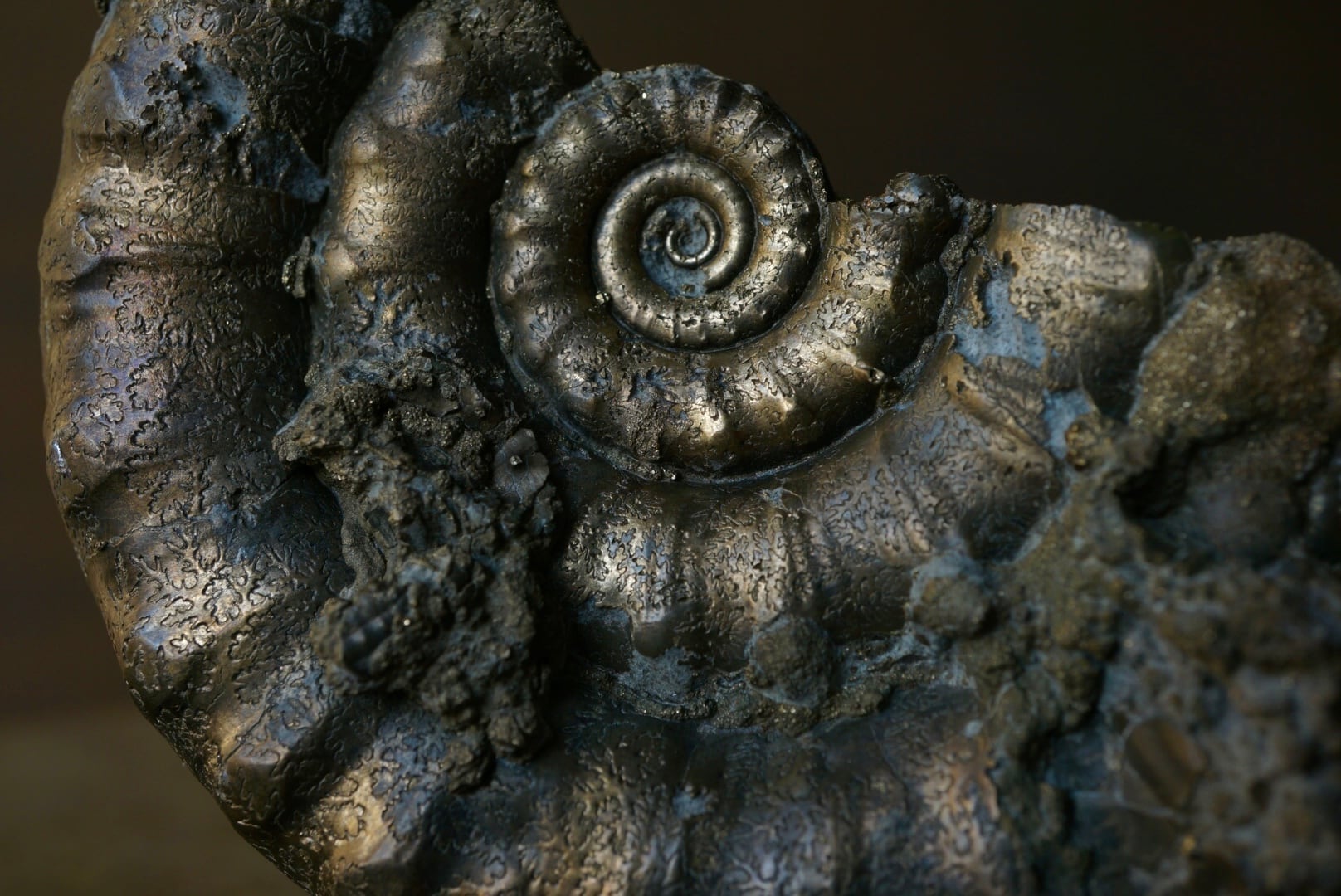 イギリス産黄鉄鉱化アンモナイト Pyritized Ammonite 1895 | 叙景 jokei