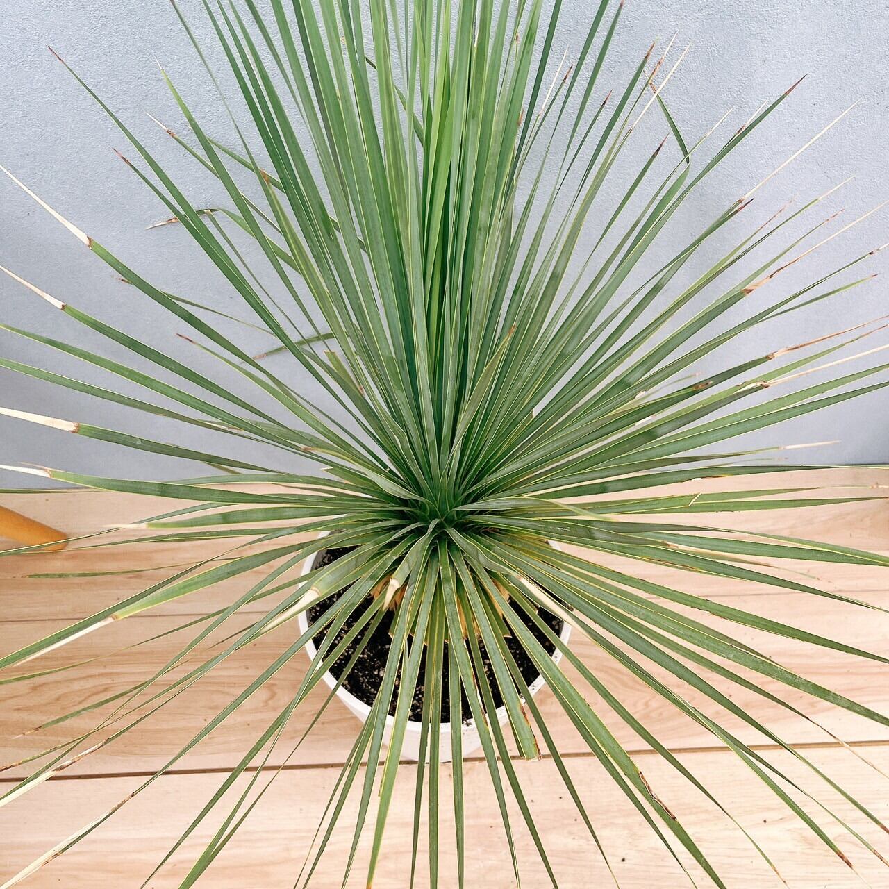 在庫］ユッカ ロストラータ サファイアスカイズ 8号 観葉植物 レア