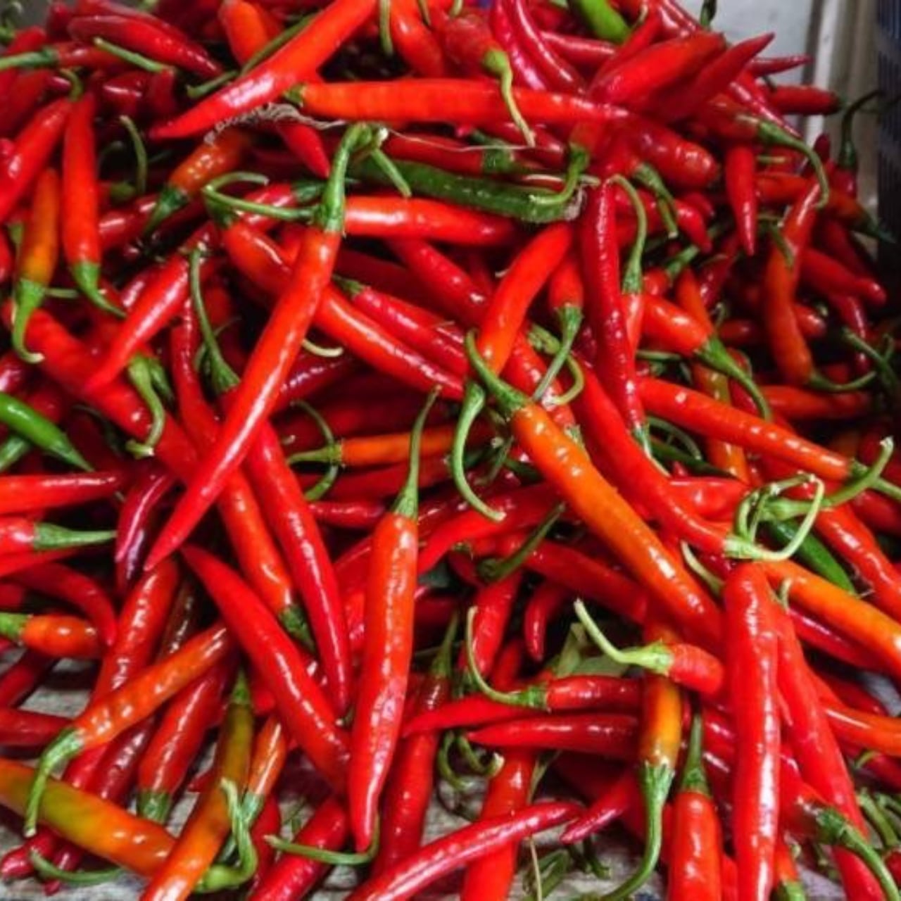 Shichimi Black Kyoto Asanoha