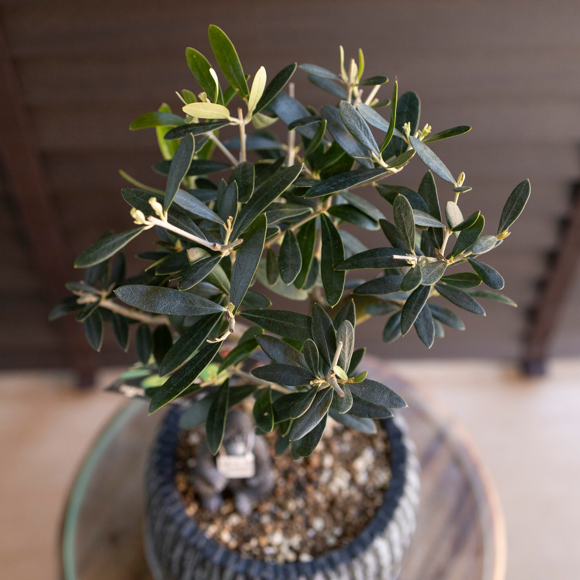 創樹 Olive オリーブの木 5号 盆栽 SOUJU Nevadillo blanco ネバディロ
