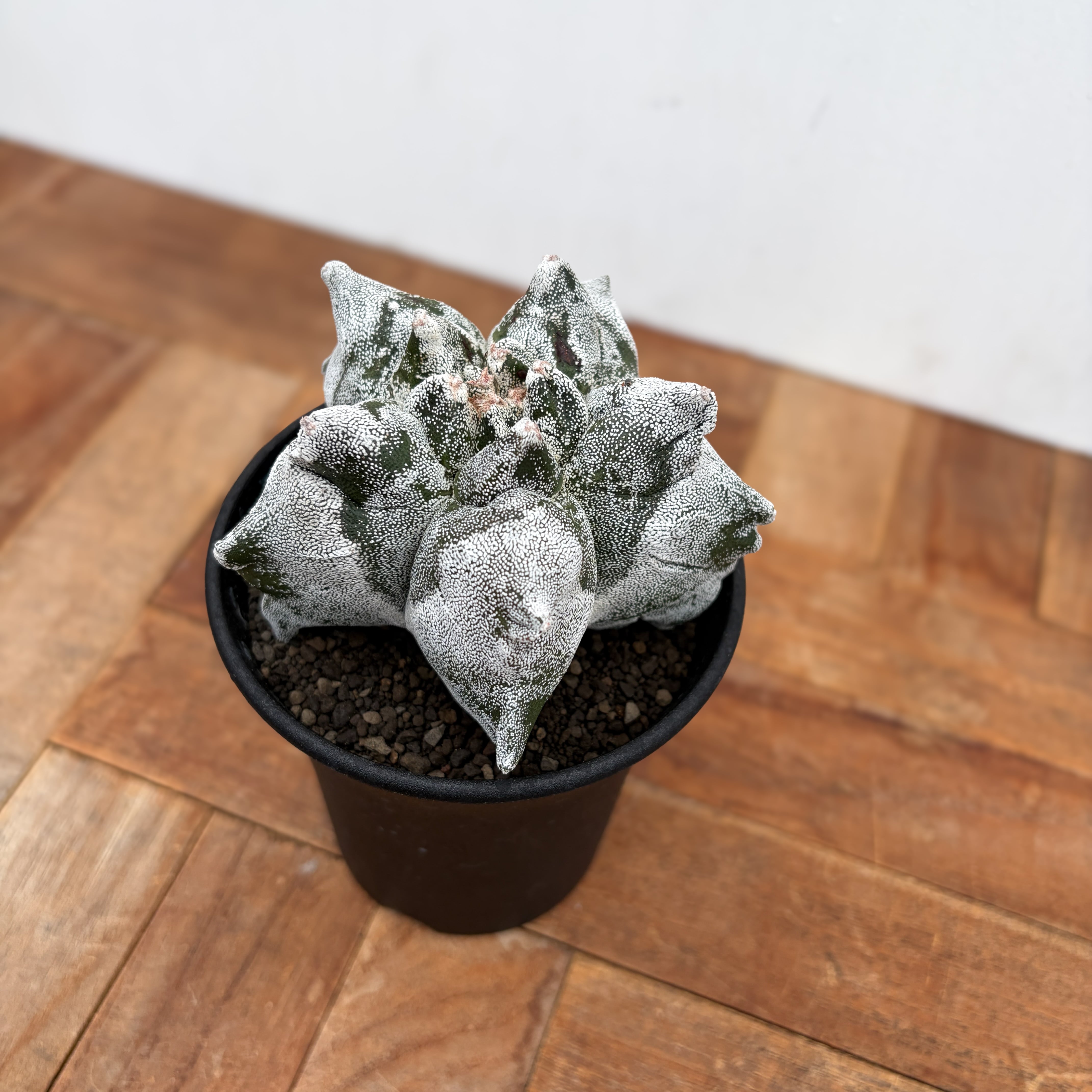 Astrophytum myriostigma【アストロフィツム・亀甲ランポー】 | RIMO'S