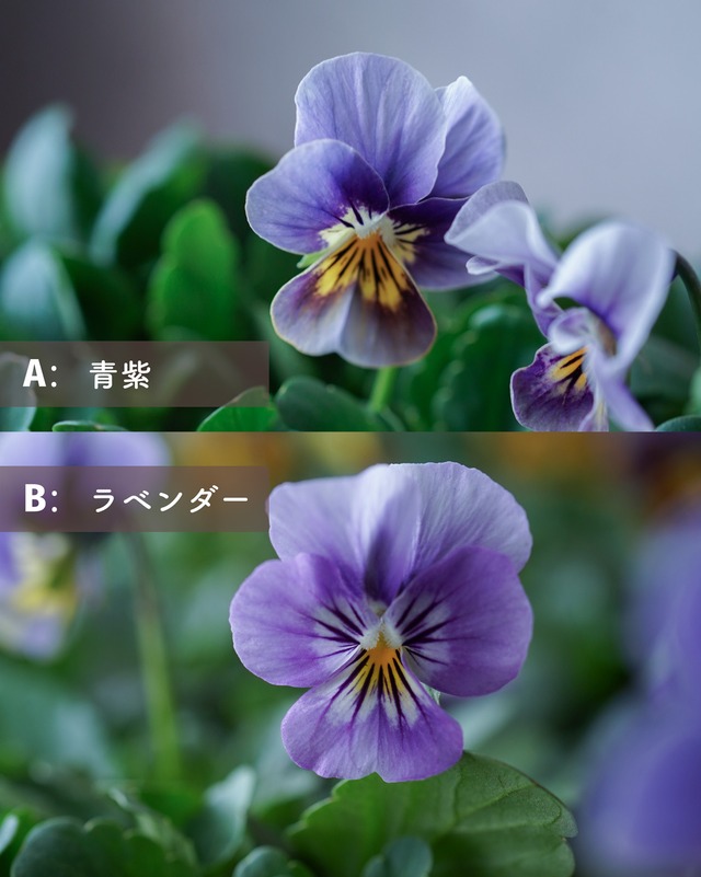 ビオラ （フロステッド系）　３号