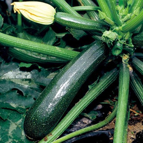 ズッキーニ「ダイナー」（100粒） 画像