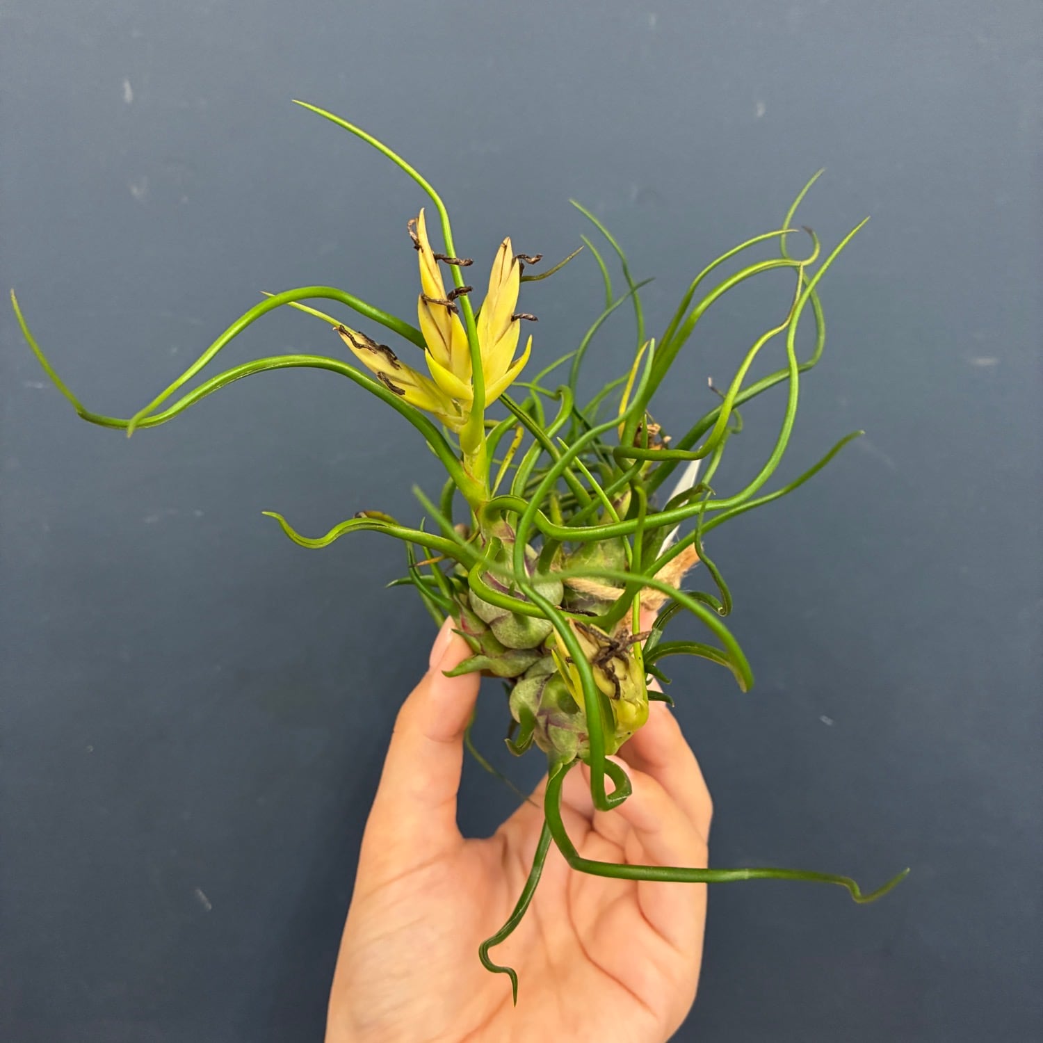 チランジア ブルボーサクランプ 流木付 チランジア ブルボーサ クランプ【1000】 | PROTOLEAF プロトリーフ