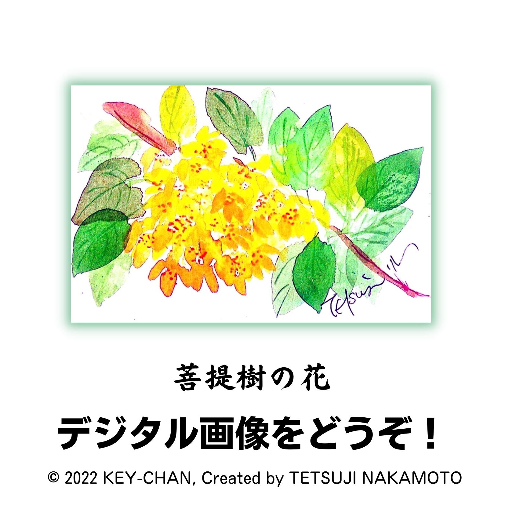 菩提樹の花 デジタル画像03 Keychan