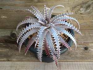 ディッキア・ゴエリンギー×ボーン　dyckia　goehringii×bone