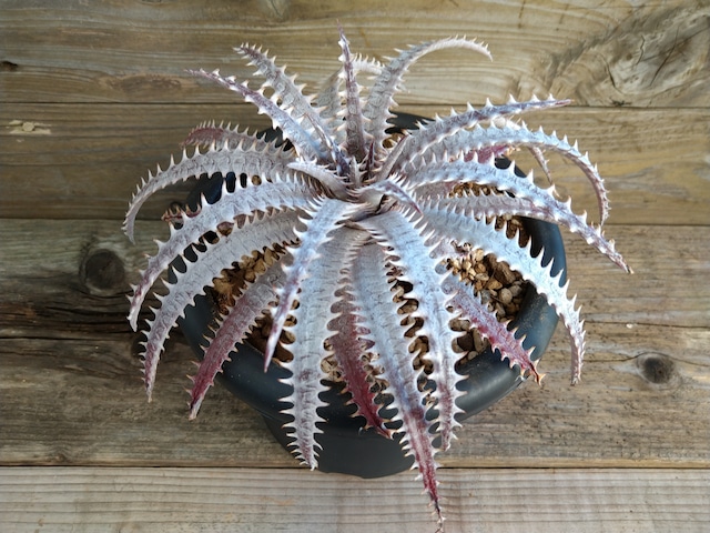 ディッキア・ゴエリンギー×ボーン　dyckia　goehringii×bone