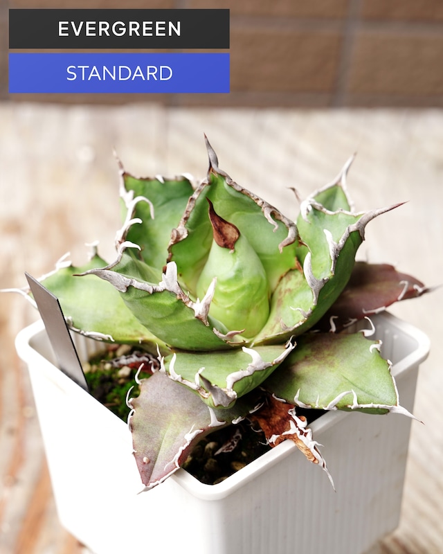 抜き苗 アガベ チタノタ シーザー Agave titanota 'Caesar'