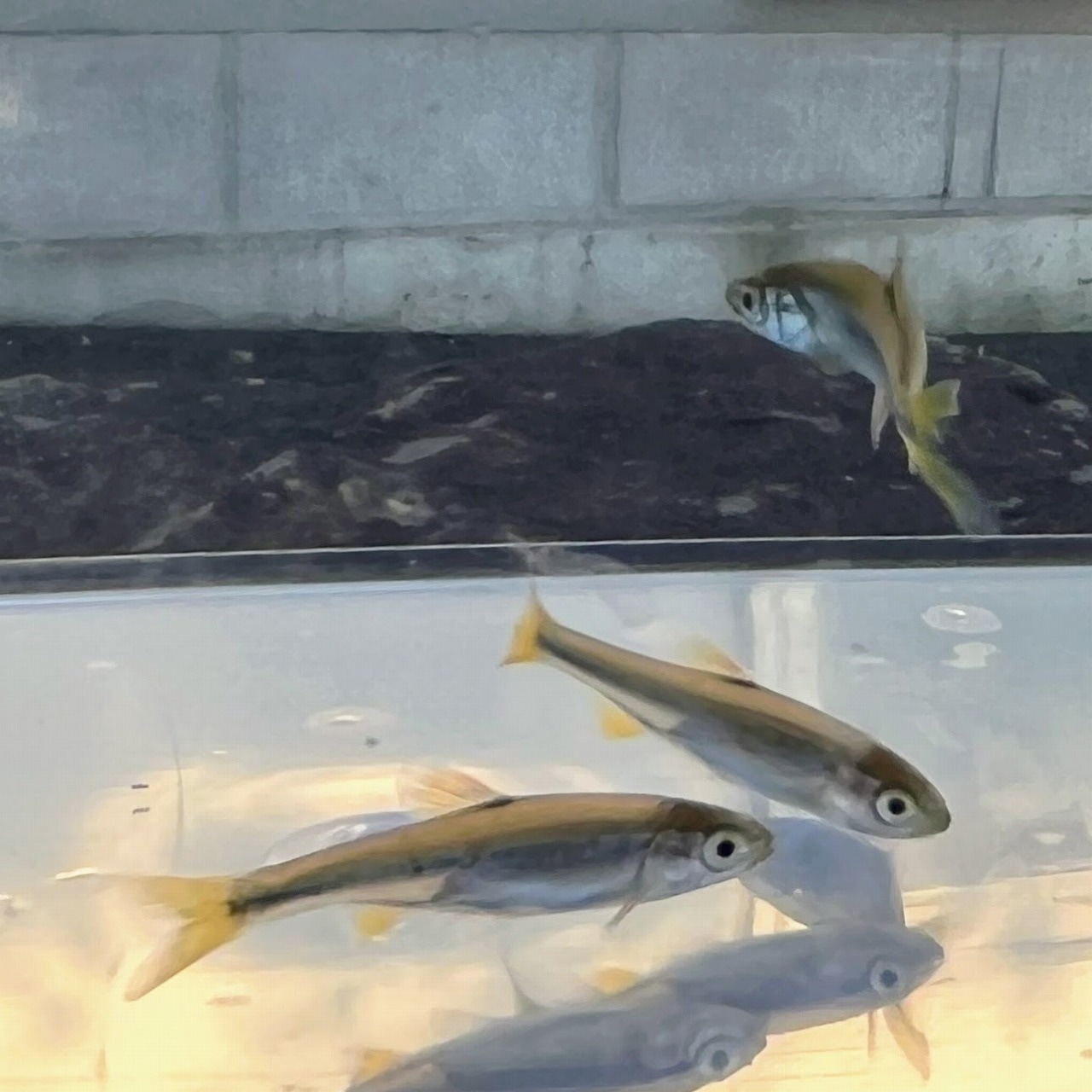 ※大口セット※（淡水魚）カワムツ　4〜7cm±（10匹）【生体】