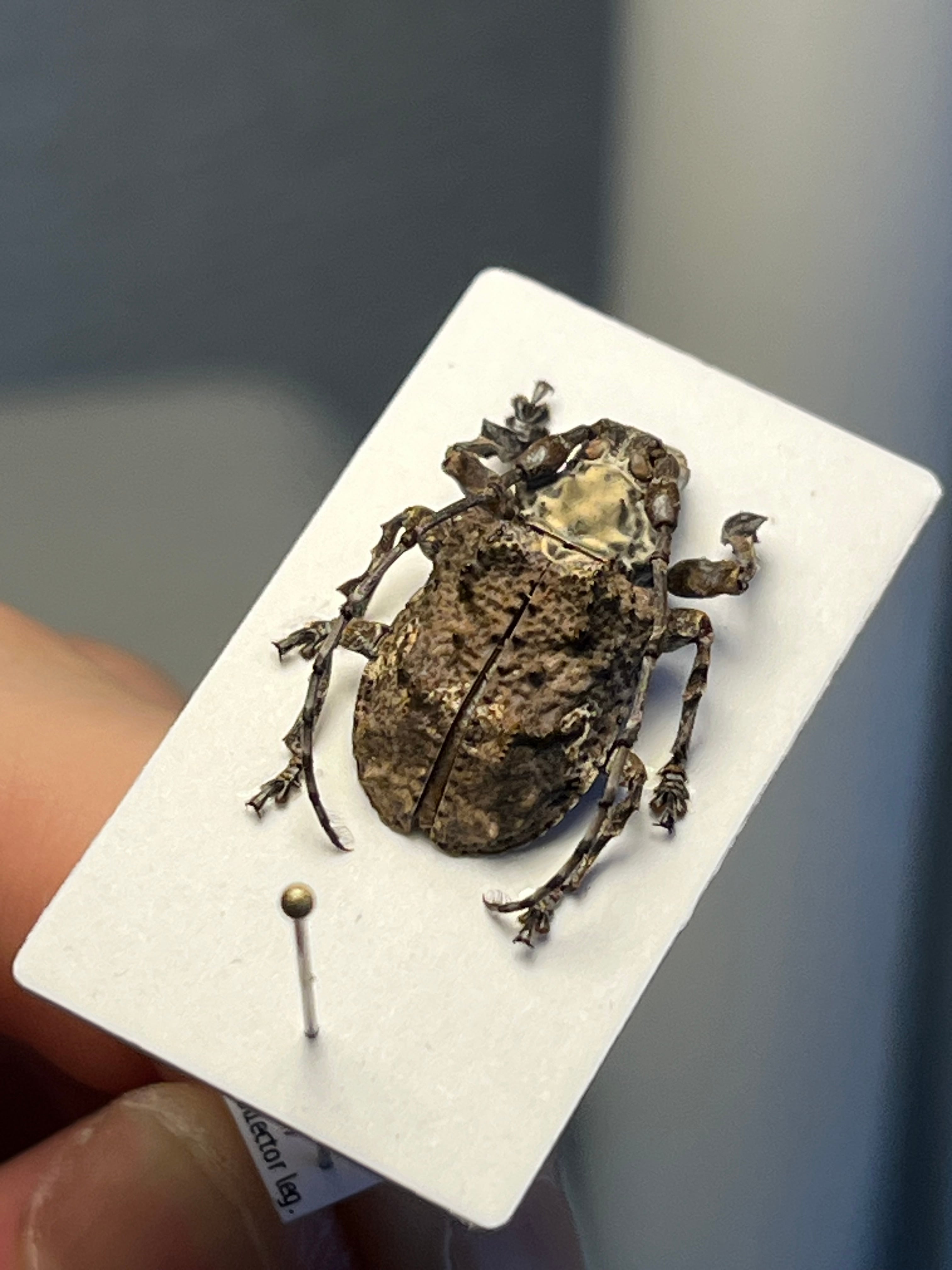 111mm】Xixuthrus isyuniarkoi スジバネトゲフチオオウスバカミキリ