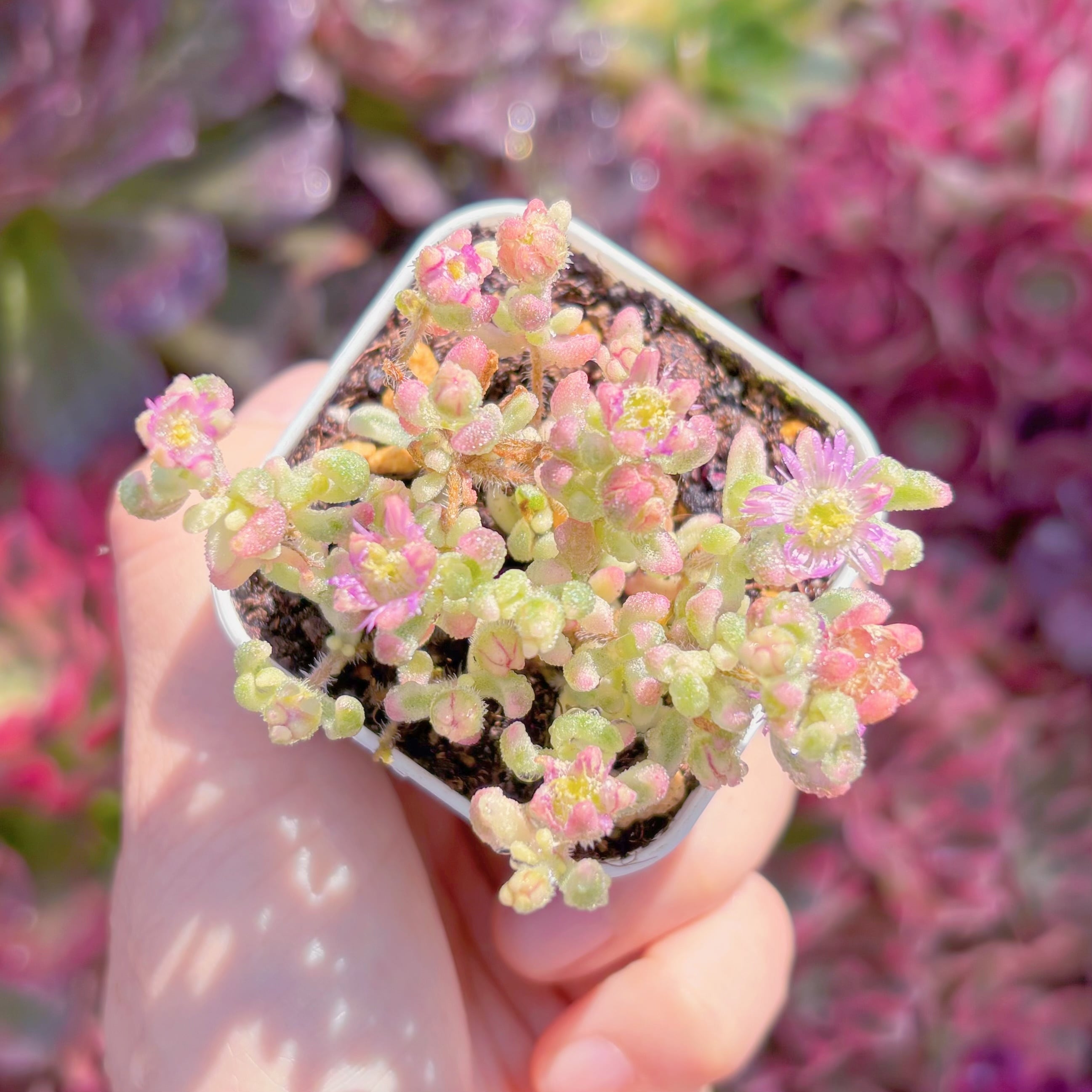 多肉植物　ドロサンテマム　レッドダイヤモンド錦　新入荷　るる農園