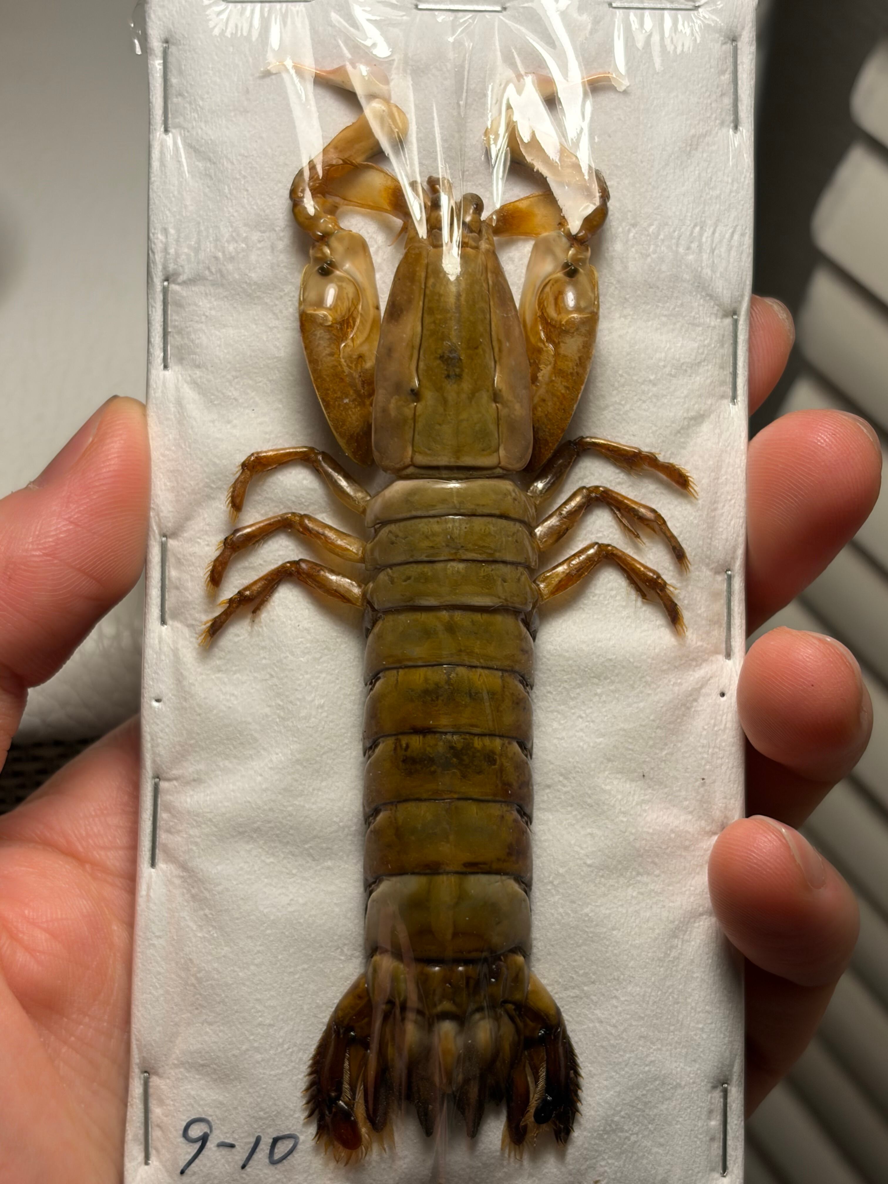 シャコの一種 標本 蟹カニガニ甲殻類エビ蝦蛄タランチュラワラジムシ