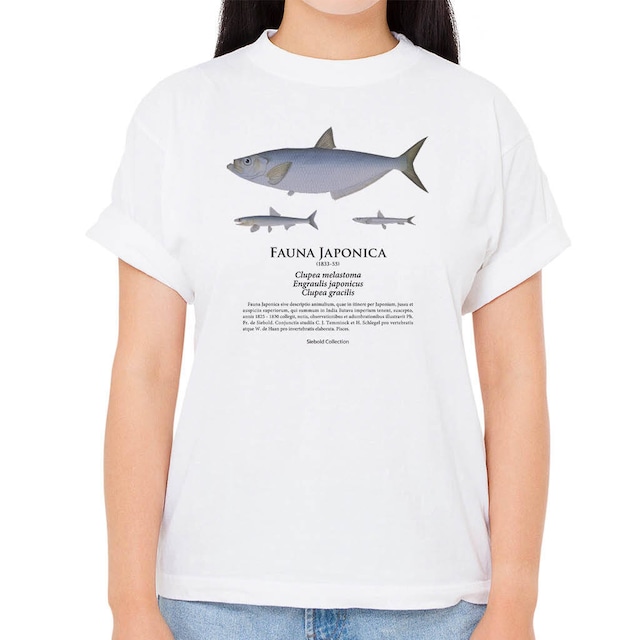 【ヒラ・キビナゴ・カタクチイワシ】シーボルトコレクション魚譜Tシャツ（高解像・昇華プリント）