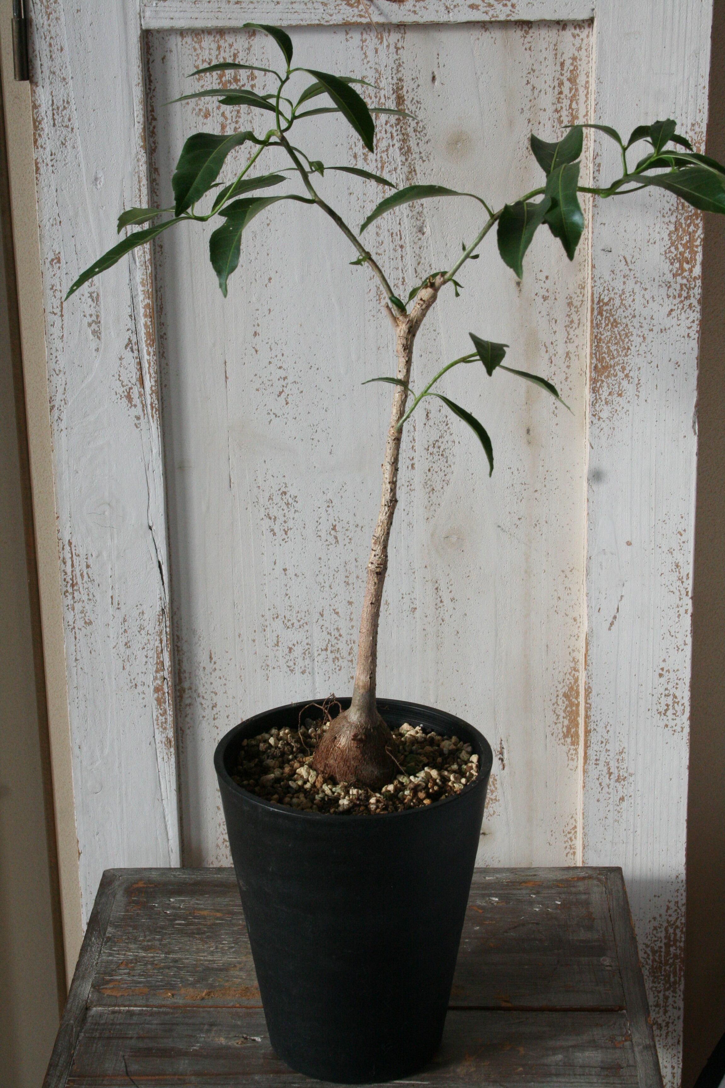 【20%オフ　7/17】バオバブ　マダガシカリエンシス　観葉植物　塊根植物　多肉植物　ビザールプランツ　レアプランツ　ガーデニング　植物　グリーン　趣味　盆栽　葉　花　庭　草　多肉植物 20%オフ 7/17】バオバブ マダガシカリエンシス 観葉植物 塊根植物 多肉