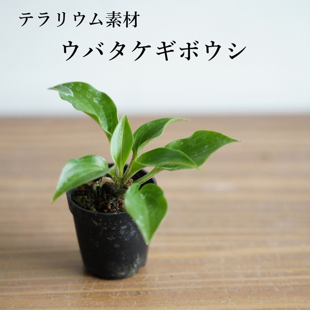 ウバタケギボウシ　苔テラリウム作製用素材