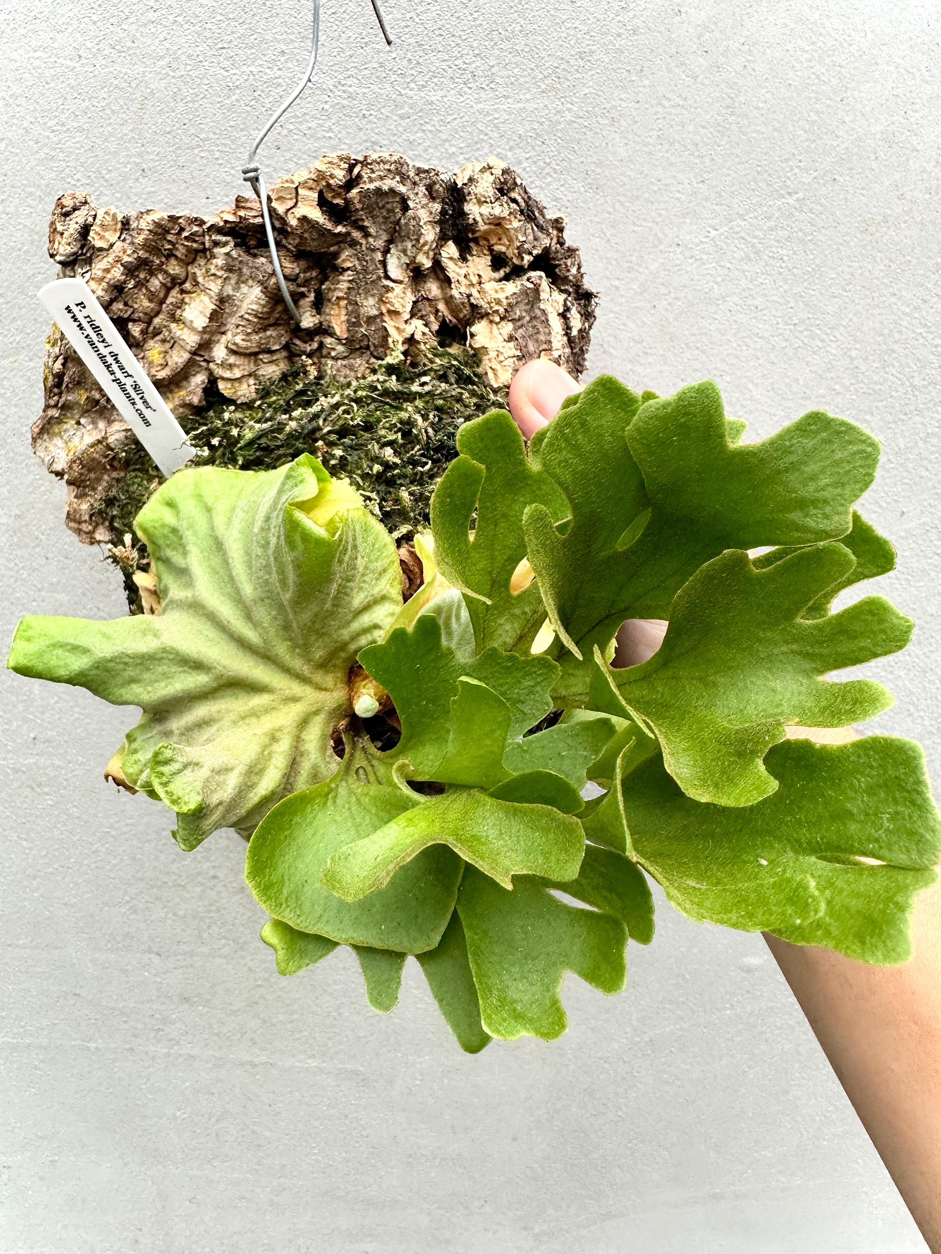 Platycerium ridleyi Silvery Dwarf ビカクシダ④（ビカクシダ 