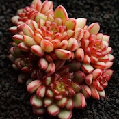 カット苗 アダム 群生株 Echeveria 'Adam'