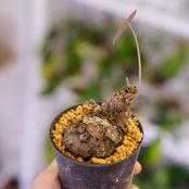 Stephania kaweesakii / ステファニア カウィーサキー㉜/ 観葉植物