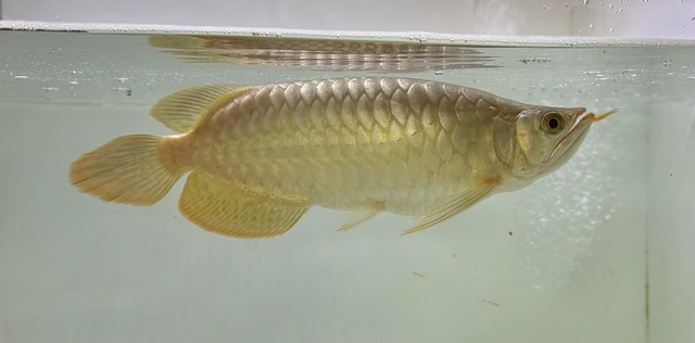 超烈龍(豚系） No.4731 ±20㎝