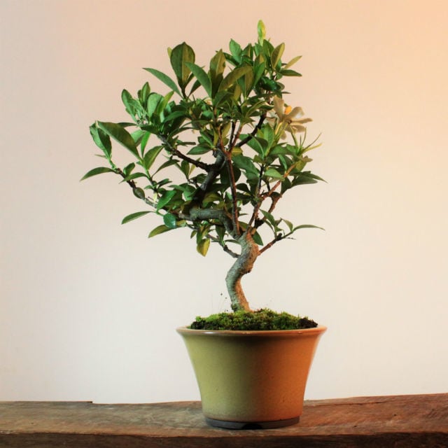 限定特価 古典園芸植物 苗 錦糸南天 きんしなんてん 化粧プラスチック鉢 品種お選びください Zurique Com Br