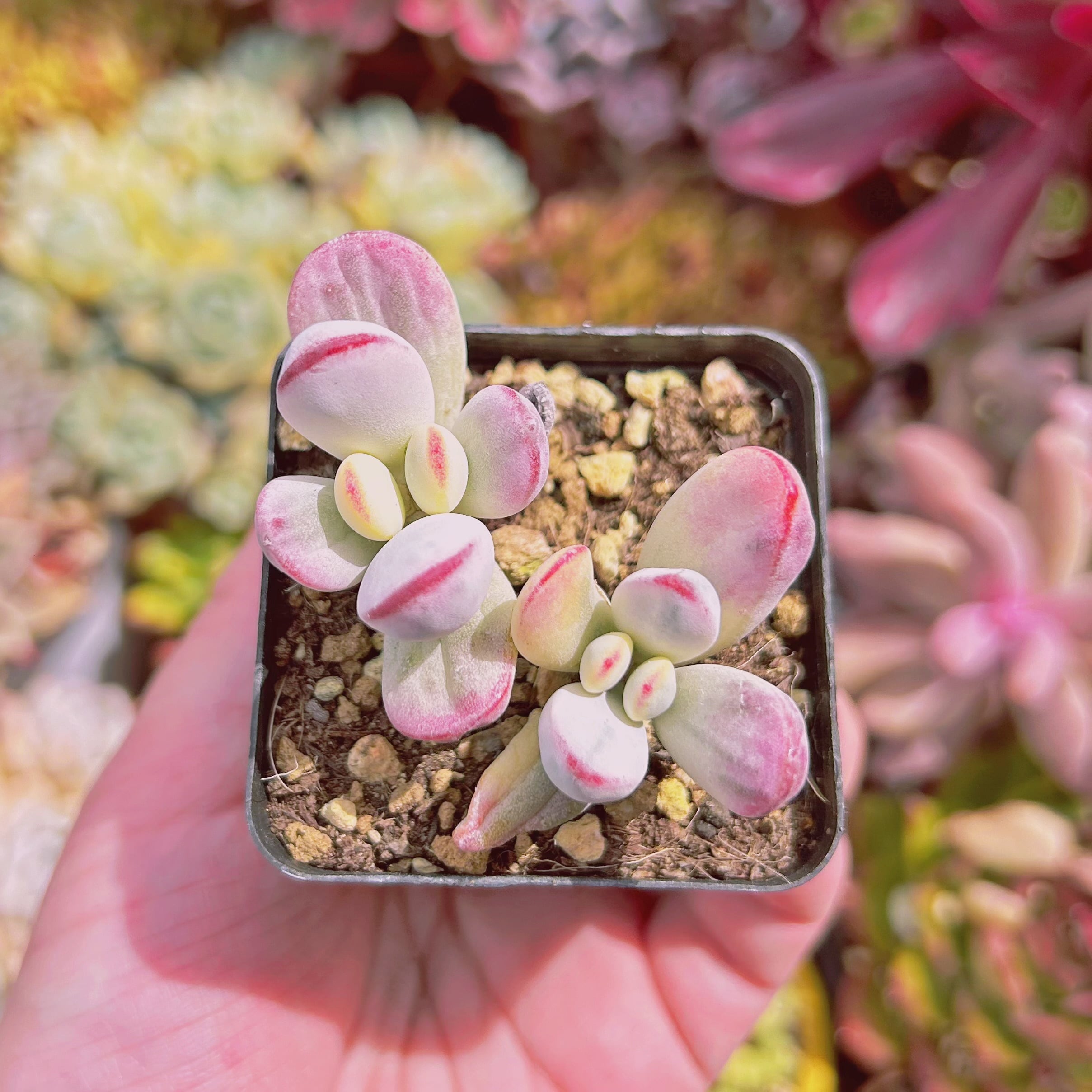 779現物 多肉植物 達磨福娘錦 2抜き苗 | るる農園~多肉植物専門