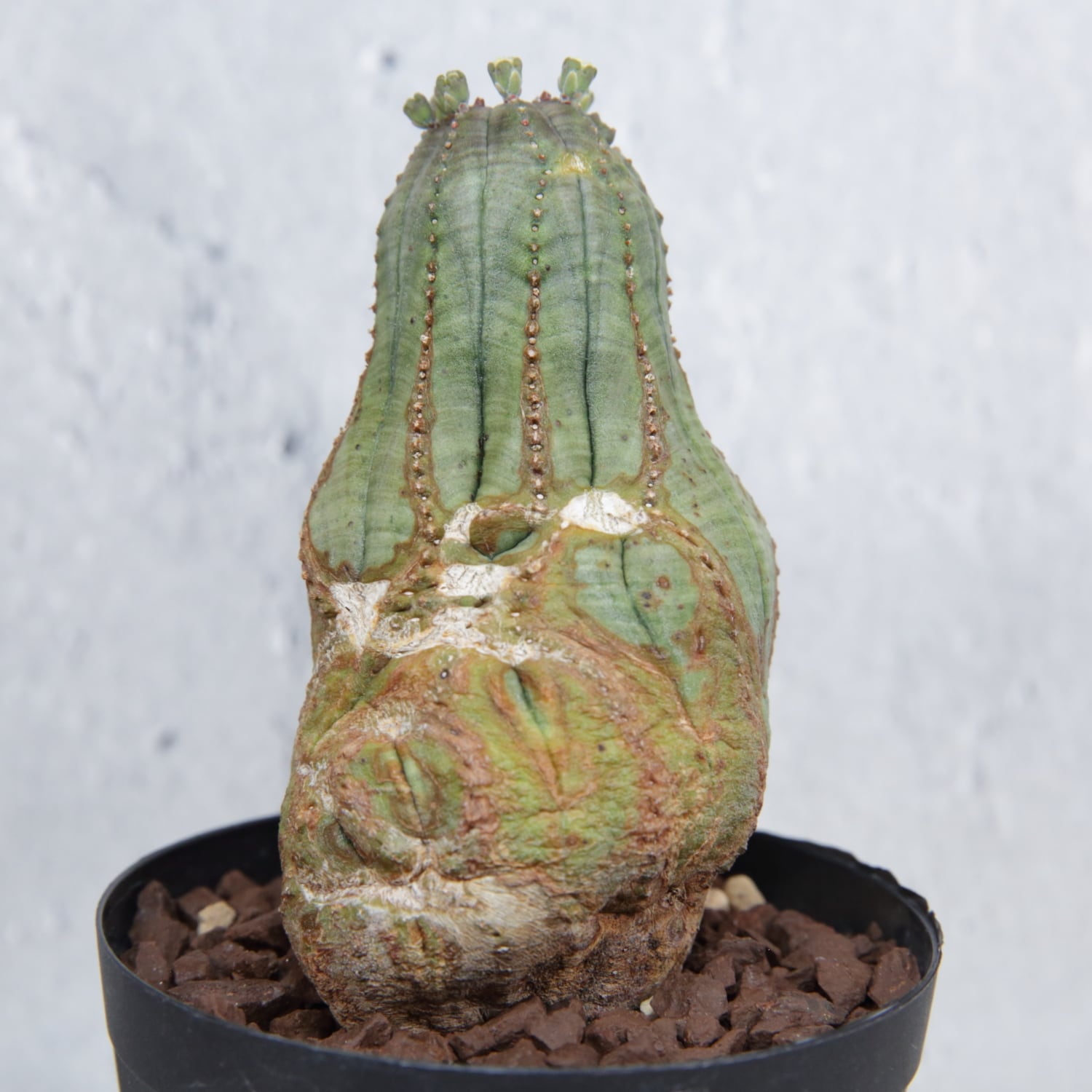 オス株 異型 捻じれ モンスト マイクロオベサ / ユーフォルビア