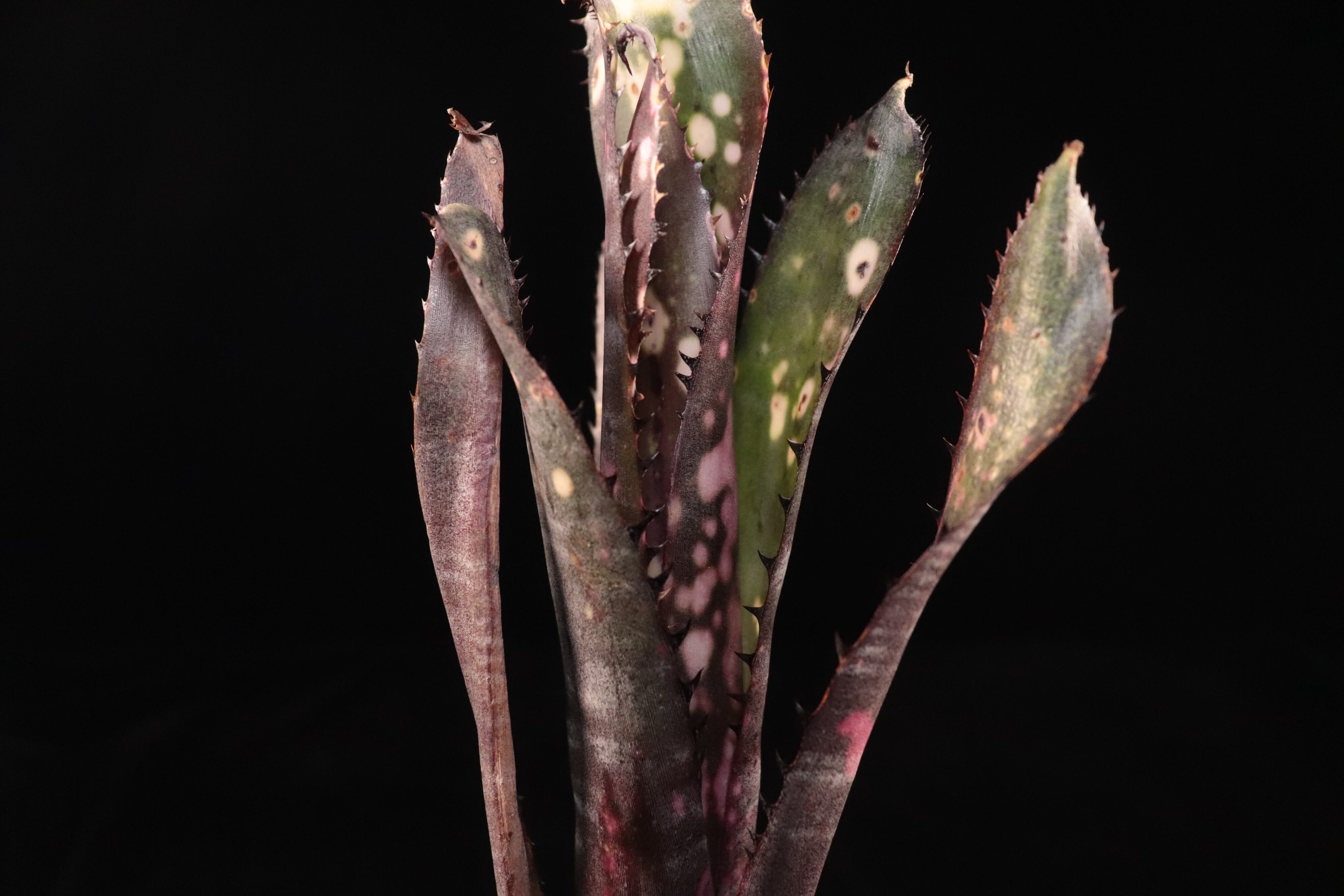 送料無料】Billbergia 'Kolan Purple Piranha'〔ビルベルギア〕現品