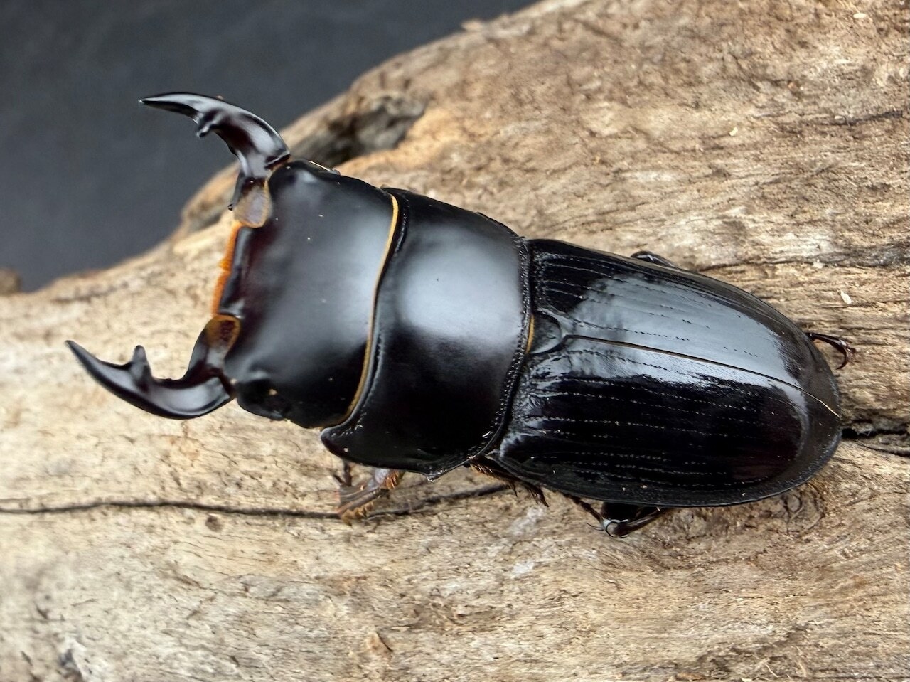 【ハイドル箱】2026 New Year HAPPY BOX（お得箱） 99,999