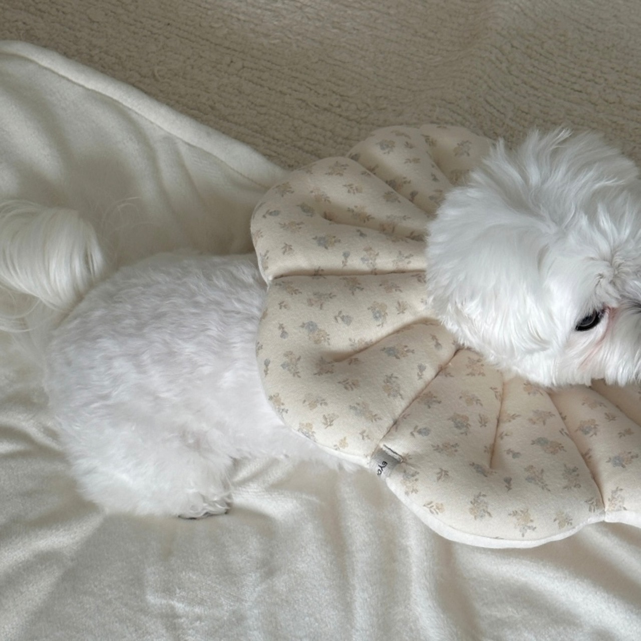 【即納】EYOU ピオナ ネックカラー（ソフトブロッサム）｜バニラ - 6