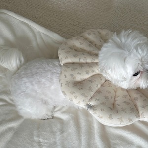 【即納】EYOU ピオナ ネックカラー（ソフトブロッサム）｜バニラ