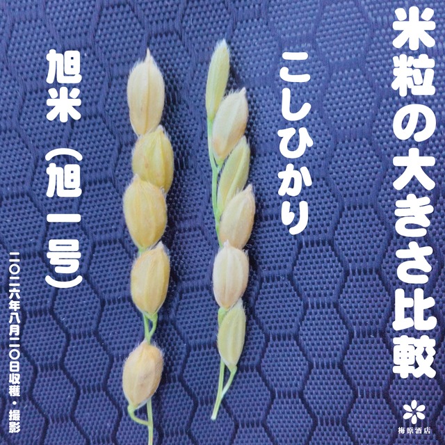 令和8年産　旭米（玄米）5kg　　京都府京丹後市産