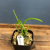 パピリオナンセ テレス オリンピックリング【1088】