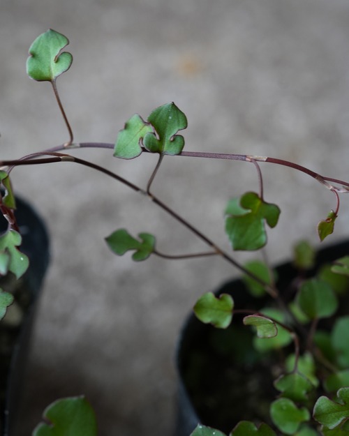 ワイヤープランツ　ワイヤースペード　３号