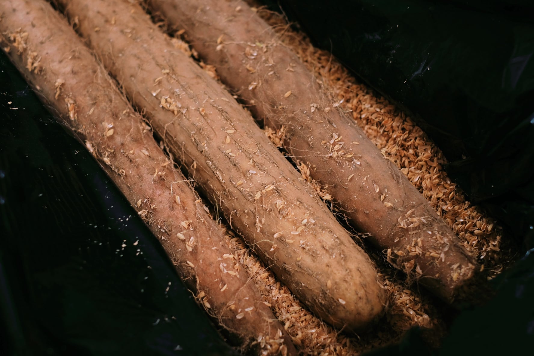 長芋 5キロ 秀品(3-4本) 信州産 贈答用 ながいも | たわらや農園