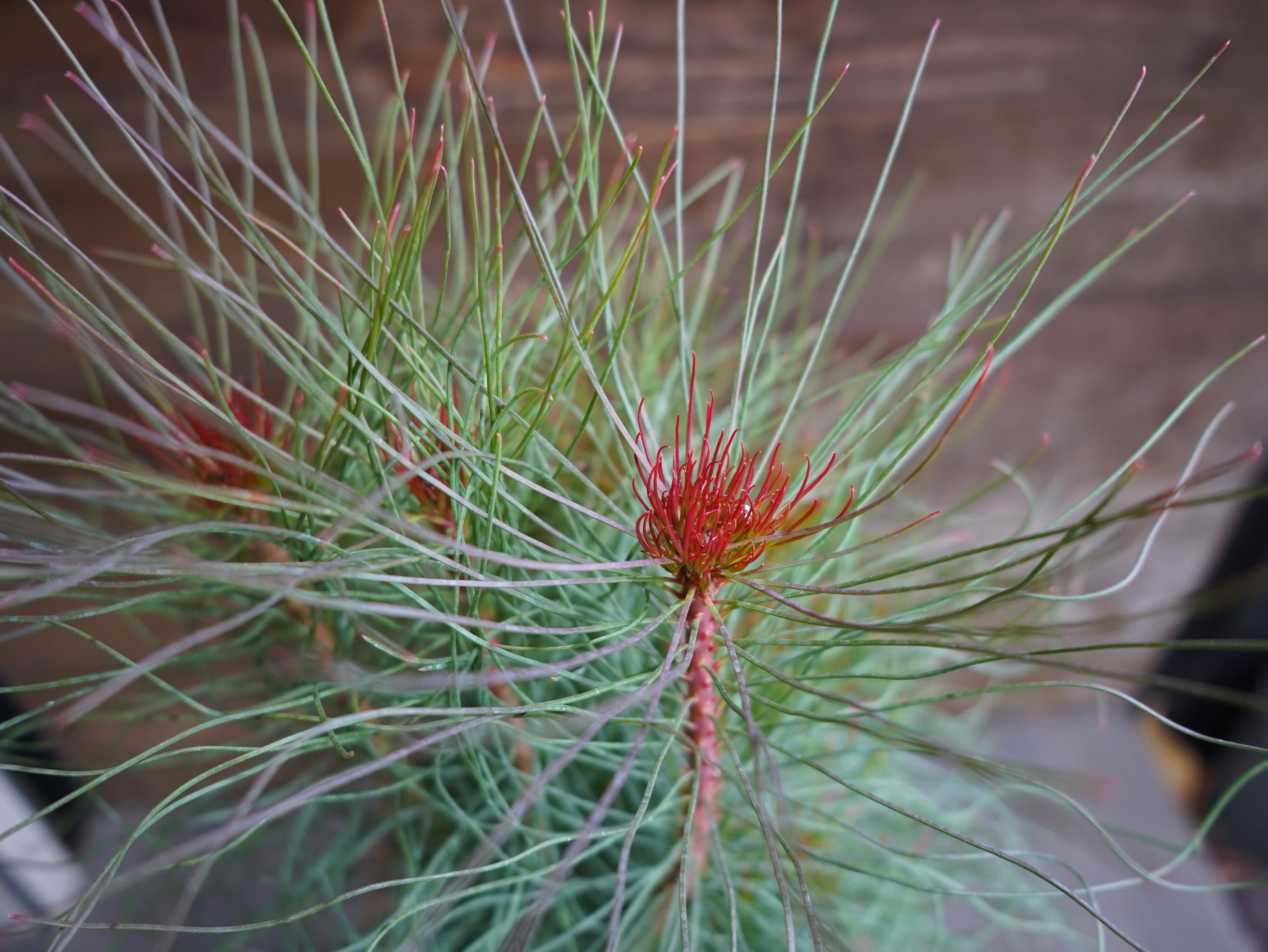 【現物】オーラックス　カンセラータ　”ブロンズヘイズ”　B