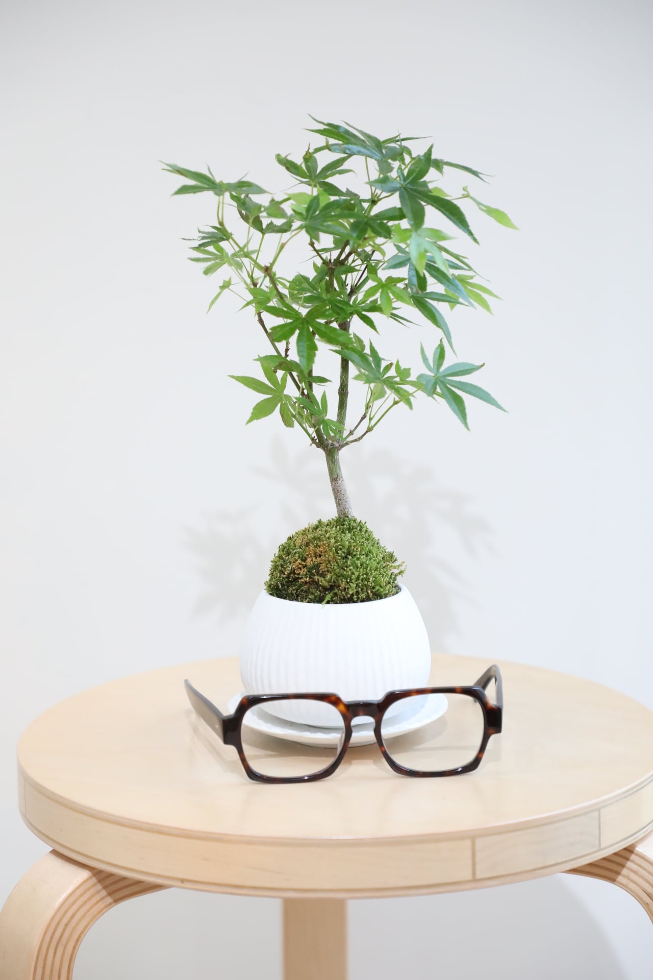 ヤマモミジ 盆栽 S】ヤマモミジ 盆栽/Japanese maple bonsai | 【厳選植物・器】MIDORI