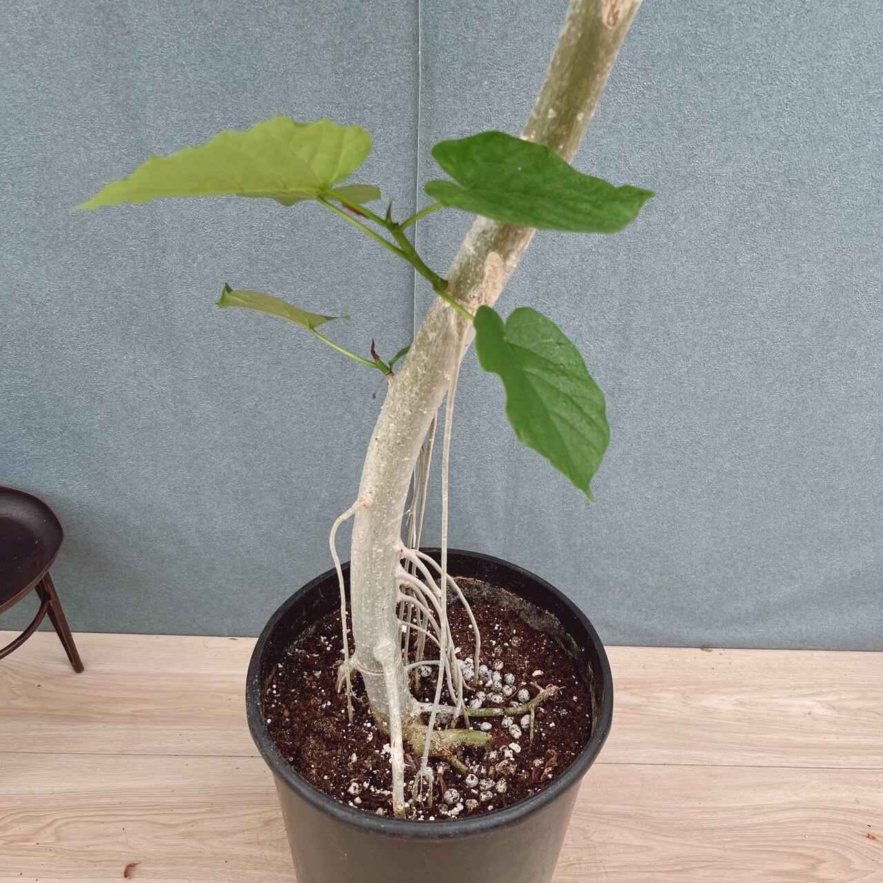 現品］10番 フィカス ウンベラータ 曲がり 8号 観葉植物 室内 ゴムの木