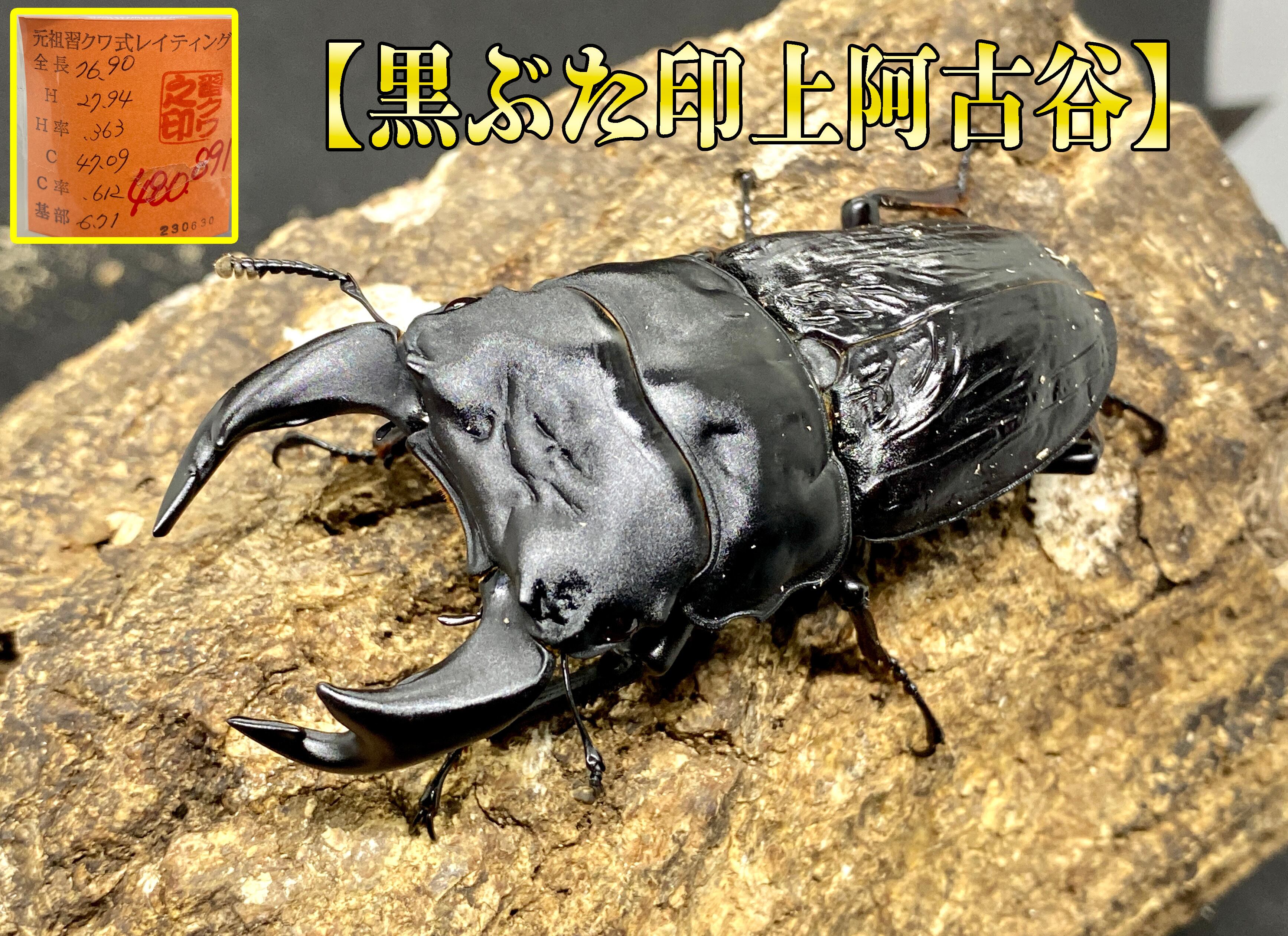 昭和レトロ 家具 コーナーラック クワガタ 聞かし