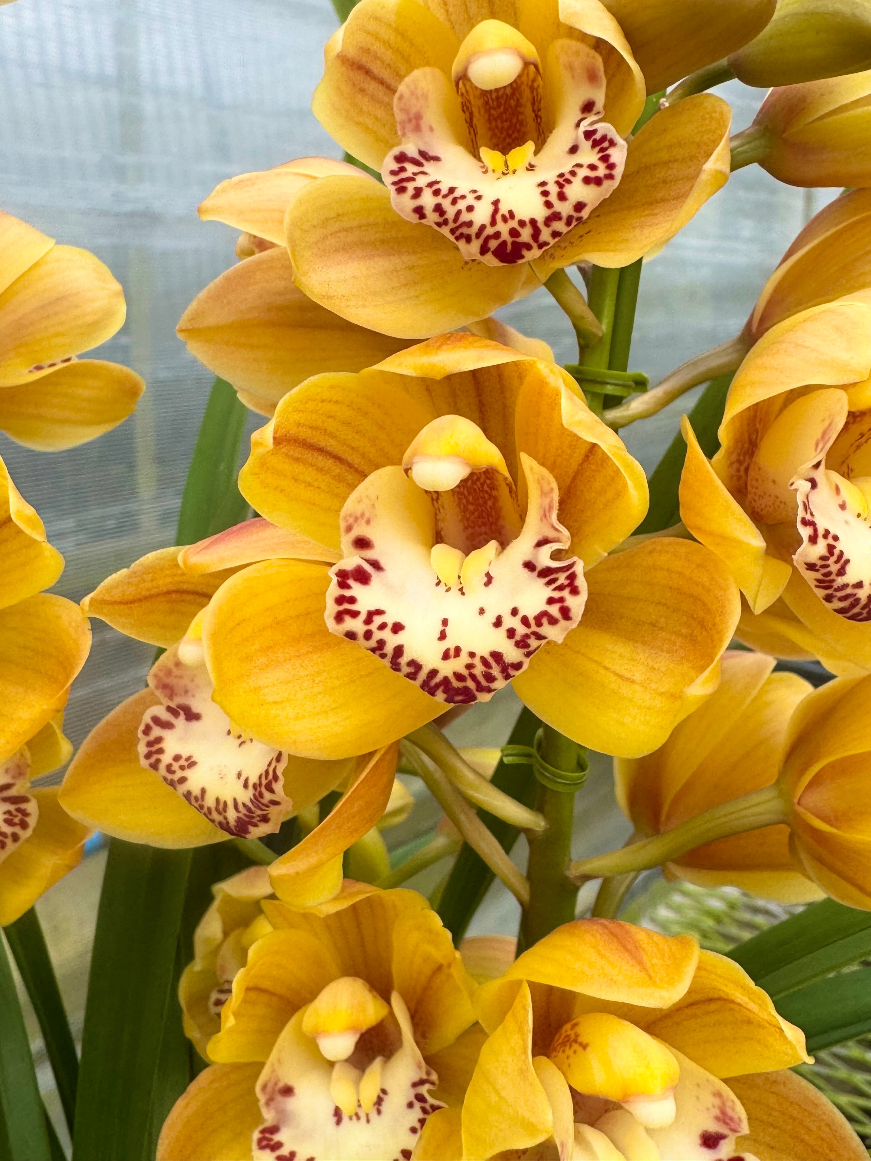 しんびすとのらん屋さんBASE【シンビジューム / シンビジウム専門店】