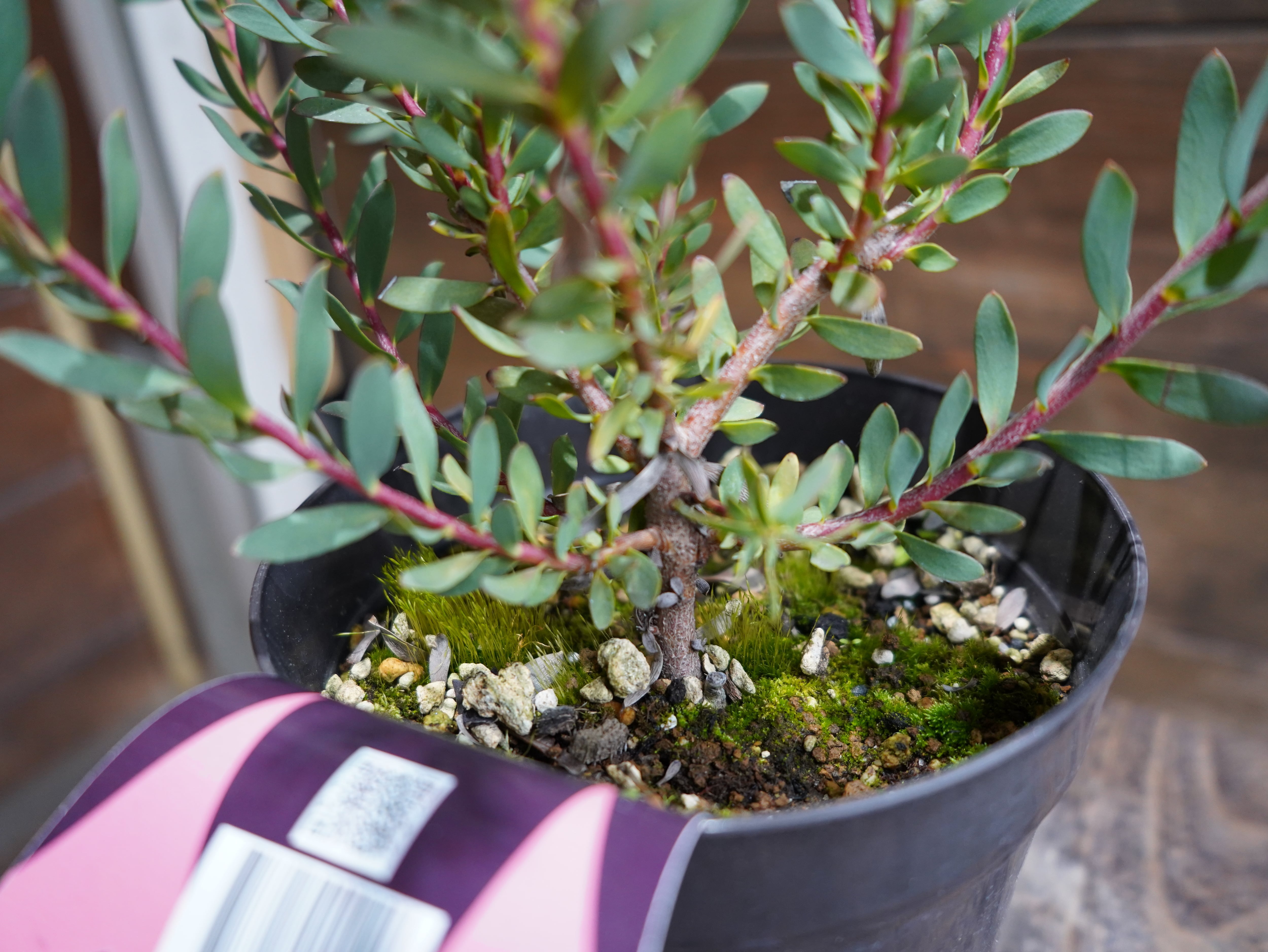 【現物】リューカデンドロン　”Baby Bouquet”