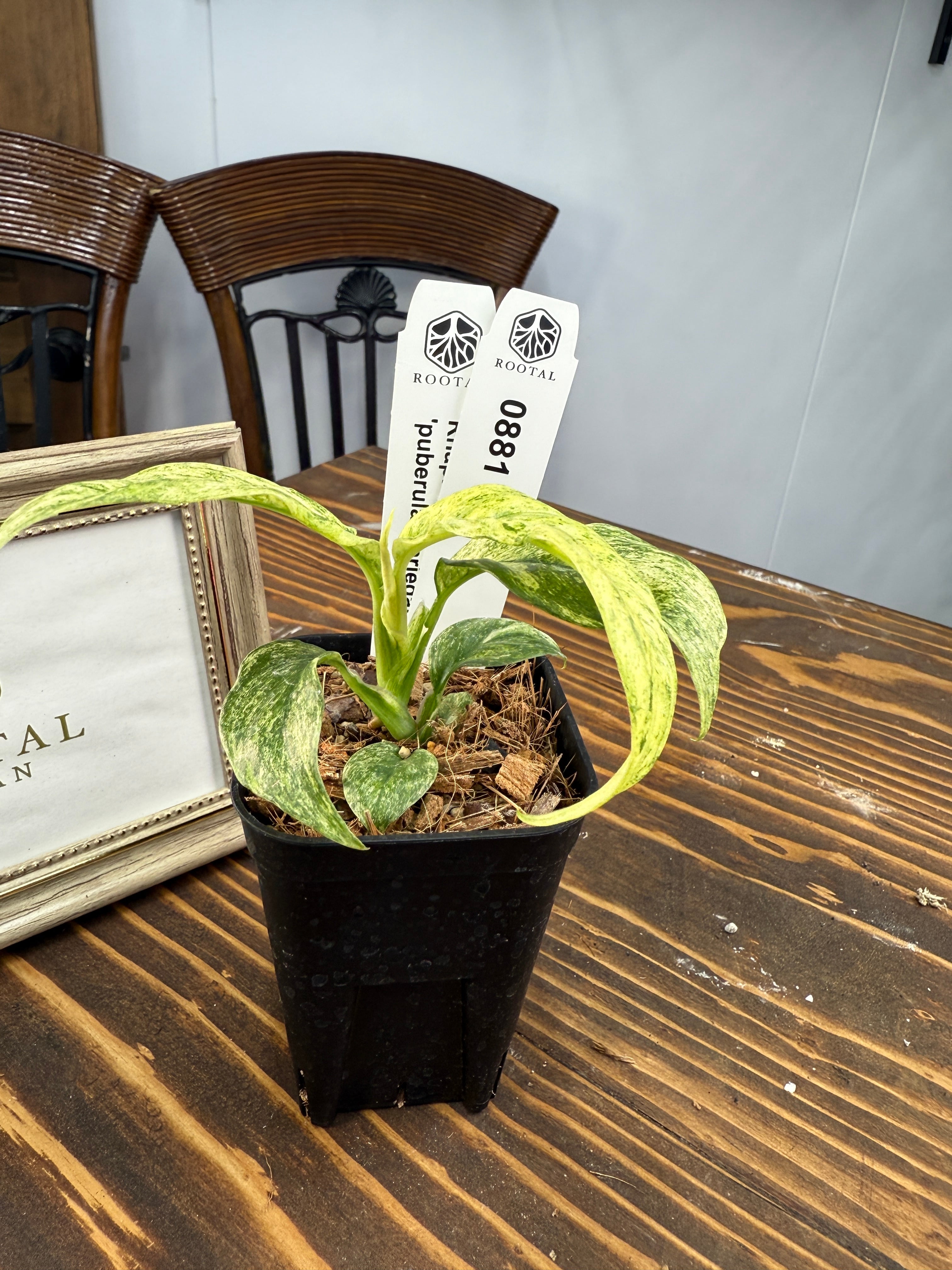 ★881【柔らかなマーブル斑】ラフィドフォラ・プベルラ バリエガータ (2.5号ポット)