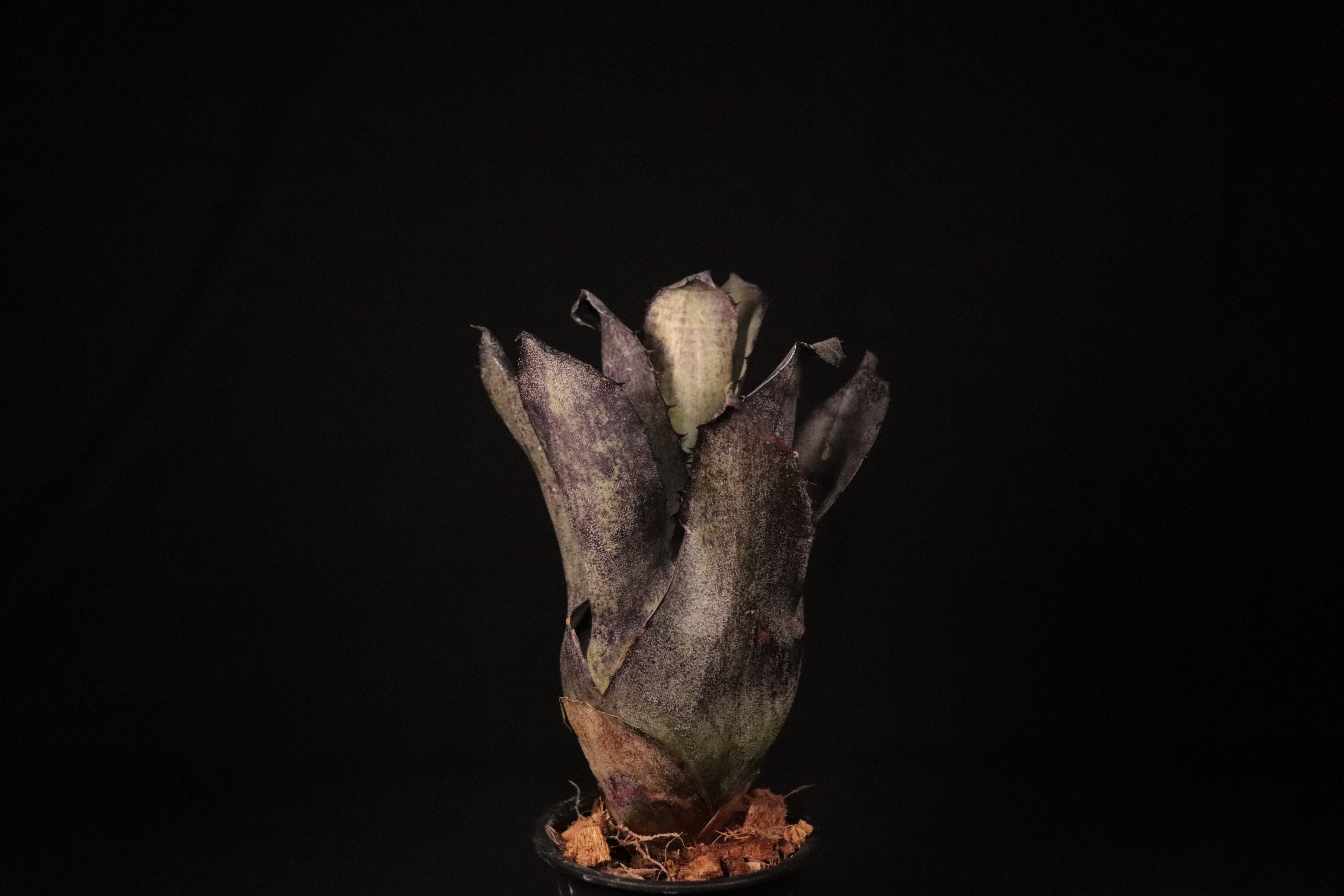 【抜苗】Hohenbergia 'Dark Matter' ホヘンベルギア 送料無料】 Hohenbergia leopoldo-horstii Black form