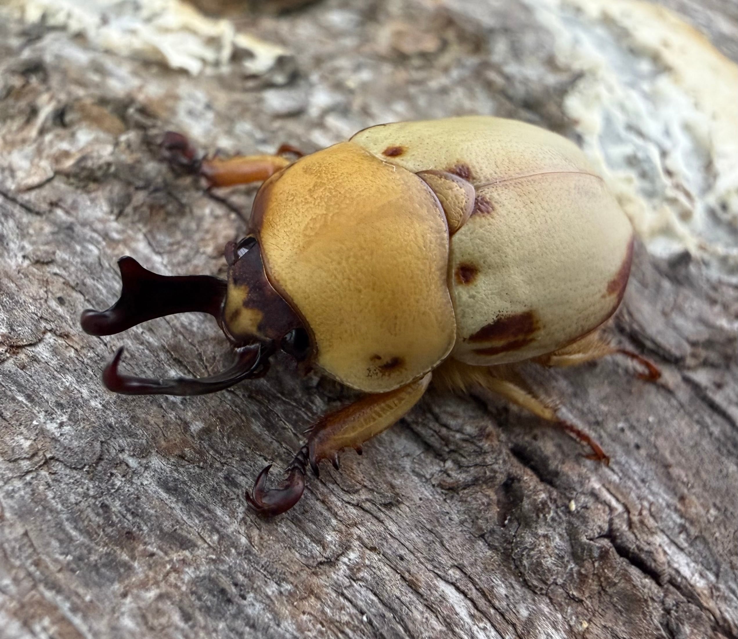 カナブン・ハナムグリの仲間 | KPW公式オンラインショップ